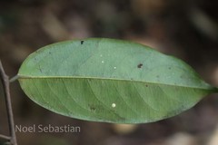 Diospyros bourdillonii